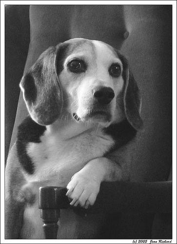 A dog image from https://images.dog.ceo/breeds/beagle/n02088364_12920.jpg