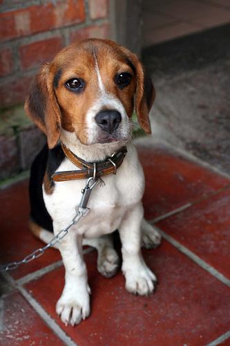 A dog image from https://images.dog.ceo/breeds/beagle/n02088364_13128.jpg