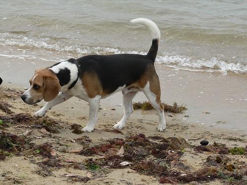 A dog image from https://images.dog.ceo/breeds/beagle/n02088364_1384.jpg