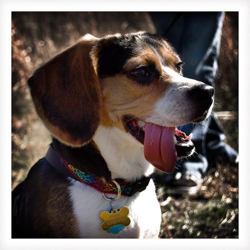 A dog image from https://images.dog.ceo/breeds/beagle/n02088364_14220.jpg