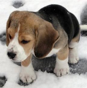 A dog image from https://images.dog.ceo/breeds/beagle/n02088364_14431.jpg