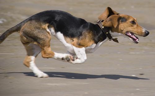 A dog image from https://images.dog.ceo/breeds/beagle/n02088364_14702.jpg