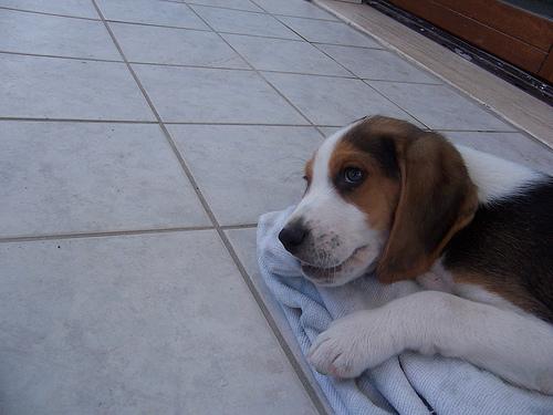 beagle