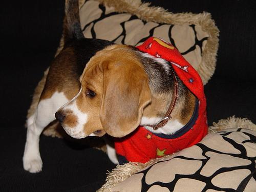 A dog image from https://images.dog.ceo/breeds/beagle/n02088364_15305.jpg