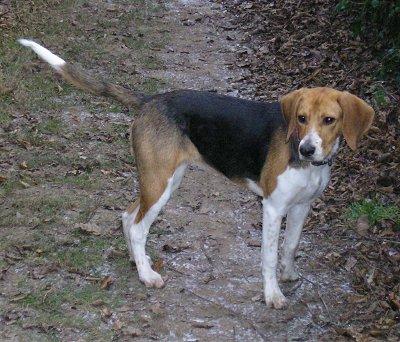 A dog image from https://images.dog.ceo/breeds/beagle/n02088364_15787.jpg