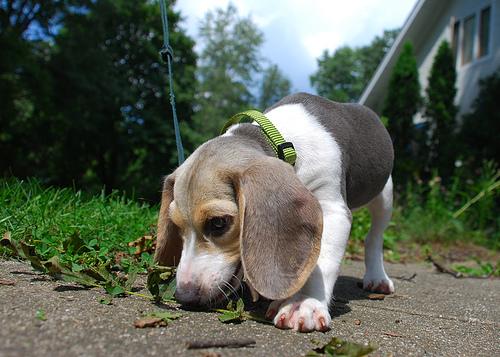 A dog image from https://images.dog.ceo/breeds/beagle/n02088364_16065.jpg