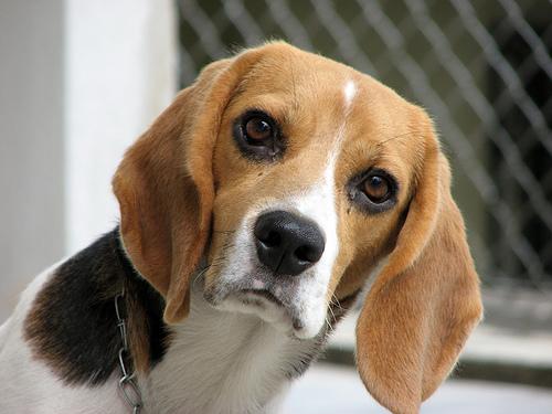 A dog image from https://images.dog.ceo/breeds/beagle/n02088364_16695.jpg