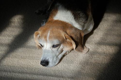 A dog image from https://images.dog.ceo/breeds/beagle/n02088364_17167.jpg