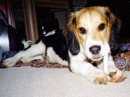 A dog image from https://images.dog.ceo/breeds/beagle/n02088364_17479.jpg