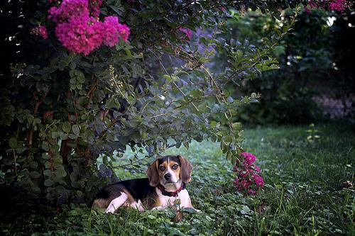 A dog image from https://images.dog.ceo/breeds/beagle/n02088364_2000.jpg