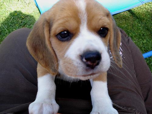 A dog image from https://images.dog.ceo/breeds/beagle/n02088364_2106.jpg