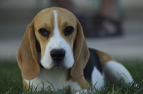 A dog image from https://images.dog.ceo/breeds/beagle/n02088364_2360.jpg