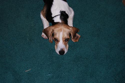 A dog image from https://images.dog.ceo/breeds/beagle/n02088364_2661.jpg