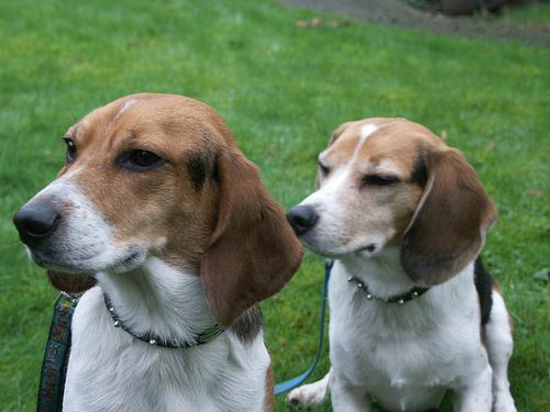 A dog image from https://images.dog.ceo/breeds/beagle/n02088364_3752.jpg