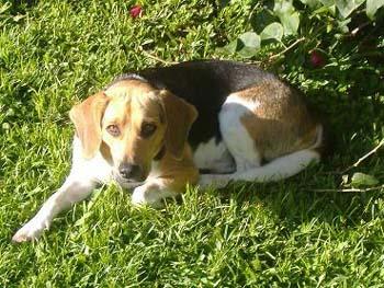 A dog image from https://images.dog.ceo/breeds/beagle/n02088364_3758.jpg