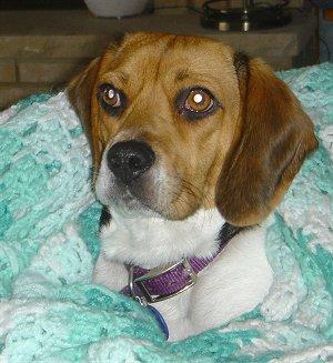 A dog image from https://images.dog.ceo/breeds/beagle/n02088364_4281.jpg