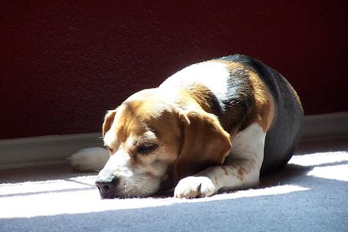 A dog image from https://images.dog.ceo/breeds/beagle/n02088364_4823.jpg