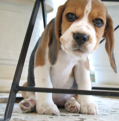 A dog image from https://images.dog.ceo/breeds/beagle/n02088364_5572.jpg