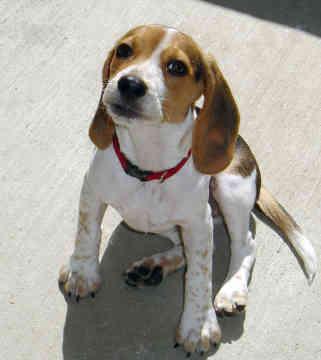 A dog image from https://images.dog.ceo/breeds/beagle/n02088364_5716.jpg