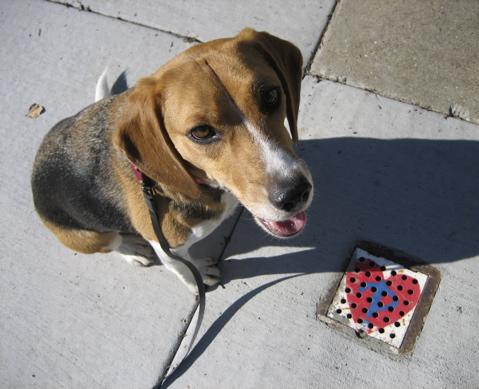 A dog image from https://images.dog.ceo/breeds/beagle/n02088364_6358.jpg