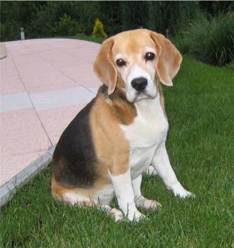 A dog image from https://images.dog.ceo/breeds/beagle/n02088364_852.jpg