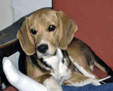 A dog image from https://images.dog.ceo/breeds/beagle/n02088364_959.jpg