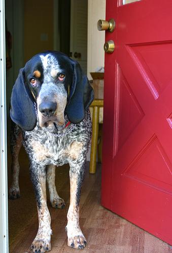 A dog image from https://images.dog.ceo/breeds/bluetick/n02088632_101.jpg