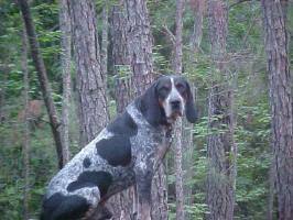 A dog image from https://images.dog.ceo/breeds/bluetick/n02088632_108.jpg