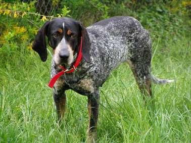 A dog image from https://images.dog.ceo/breeds/bluetick/n02088632_1209.jpg