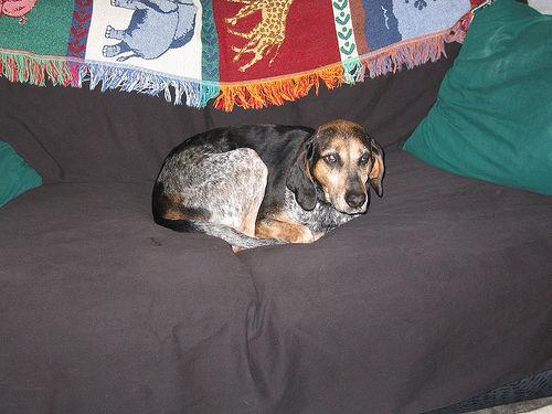 A dog image from https://images.dog.ceo/breeds/bluetick/n02088632_1376.jpg