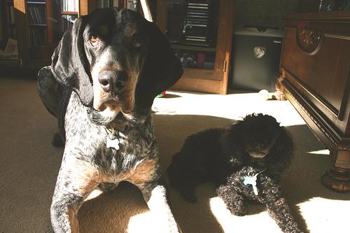 A dog image from https://images.dog.ceo/breeds/bluetick/n02088632_152.jpg