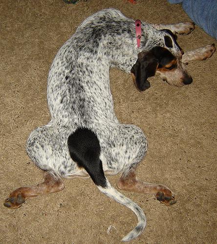 A dog image from https://images.dog.ceo/breeds/bluetick/n02088632_1576.jpg