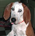 A dog image from https://images.dog.ceo/breeds/bluetick/n02088632_1625.jpg