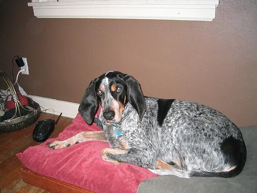 A dog image from https://images.dog.ceo/breeds/bluetick/n02088632_2055.jpg