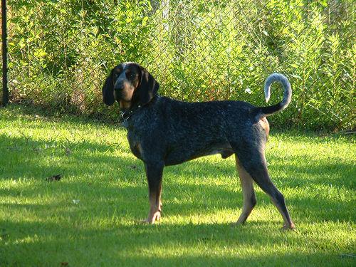 A dog image from https://images.dog.ceo/breeds/bluetick/n02088632_2145.jpg