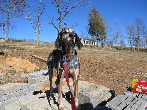 A dog image from https://images.dog.ceo/breeds/bluetick/n02088632_2155.jpg