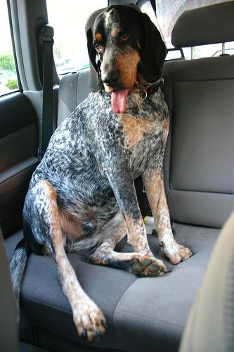 A dog image from https://images.dog.ceo/breeds/bluetick/n02088632_2439.jpg