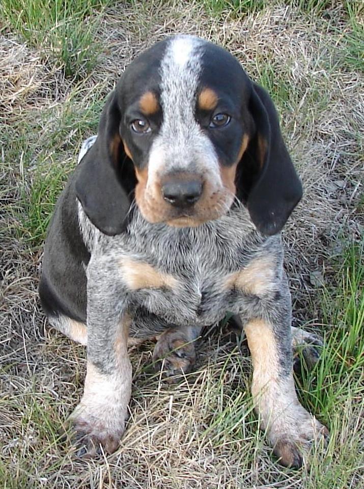 A dog image from https://images.dog.ceo/breeds/bluetick/n02088632_2751.jpg