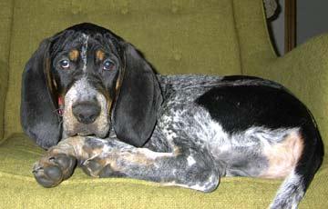 bluetick