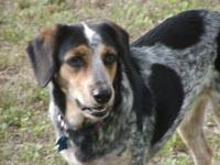 A dog image from https://images.dog.ceo/breeds/bluetick/n02088632_2867.jpg