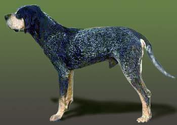 A dog image from https://images.dog.ceo/breeds/bluetick/n02088632_3309.jpg