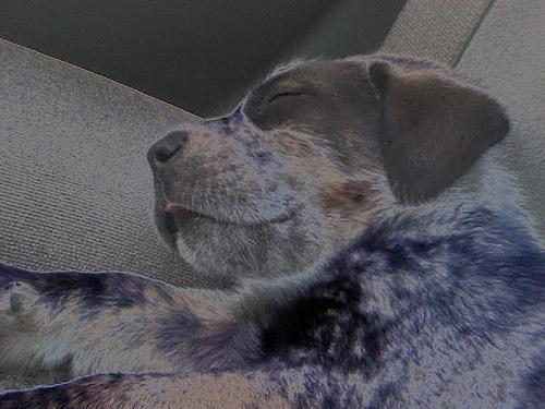 A dog image from https://images.dog.ceo/breeds/bluetick/n02088632_3433.jpg