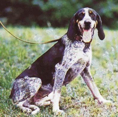 A dog image from https://images.dog.ceo/breeds/bluetick/n02088632_3478.jpg