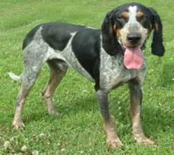 A dog image from https://images.dog.ceo/breeds/bluetick/n02088632_353.jpg