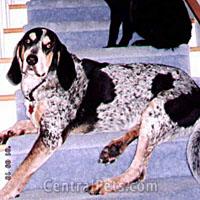 A dog image from https://images.dog.ceo/breeds/bluetick/n02088632_3888.jpg