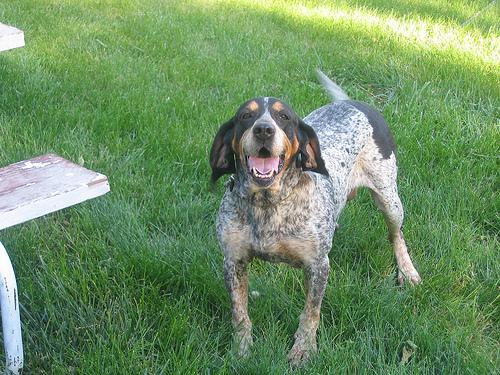 A dog image from https://images.dog.ceo/breeds/bluetick/n02088632_4002.jpg