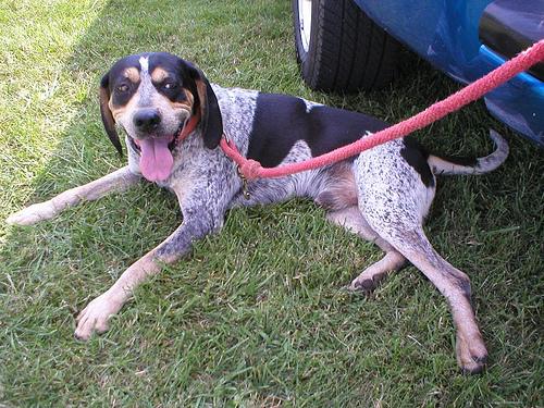 A dog image from https://images.dog.ceo/breeds/bluetick/n02088632_401.jpg