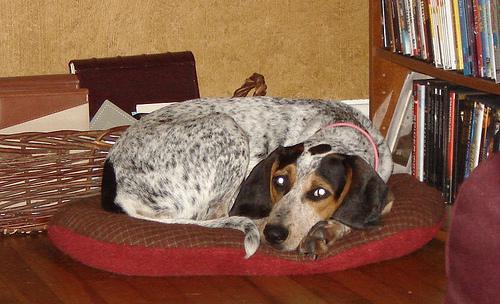 A dog image from https://images.dog.ceo/breeds/bluetick/n02088632_4313.jpg