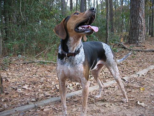 A dog image from https://images.dog.ceo/breeds/bluetick/n02088632_744.jpg