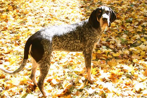 A dog image from https://images.dog.ceo/breeds/bluetick/n02088632_819.jpg